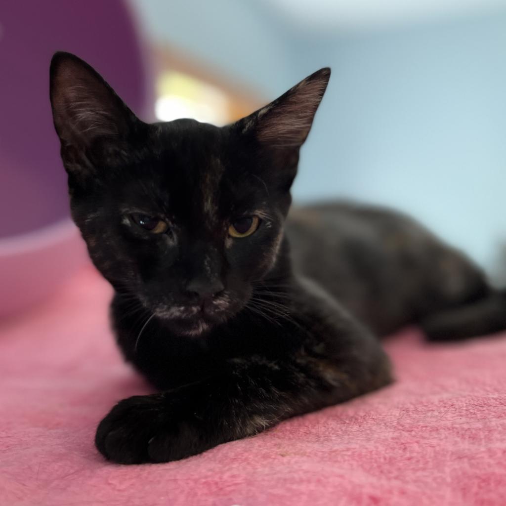 Black Canary, an adoptable Domestic Short Hair in Middletown, NY, 10940 | Photo Image 3