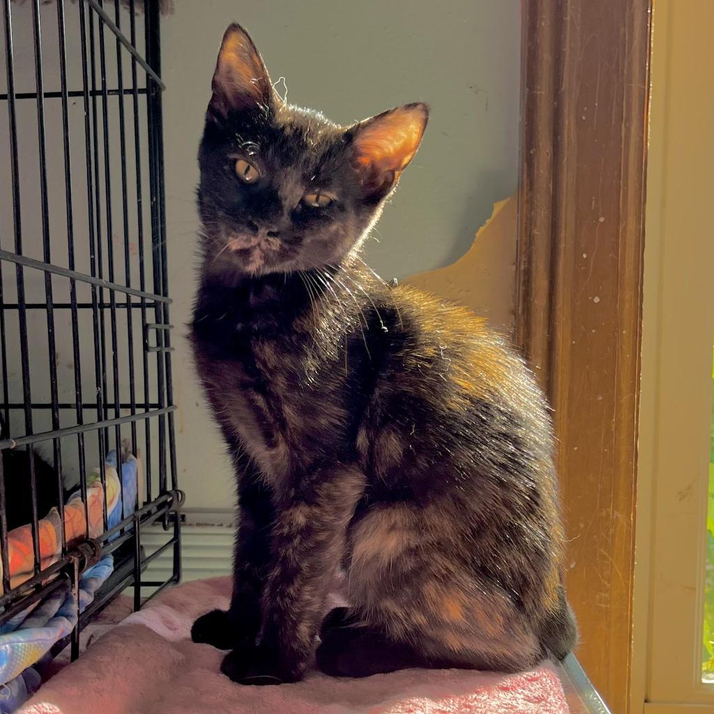 Black Canary, an adoptable Domestic Short Hair in Middletown, NY, 10940 | Photo Image 4