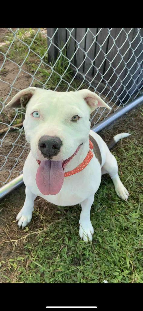 Hope, an adoptable Pit Bull Terrier in Labelle, FL, 33975 | Photo Image 2