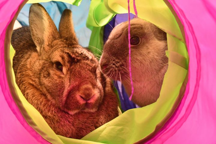 Lucy and Henry, an adoptable Flemish Giant & Lop Eared Mix in Bellingham, WA_image-1