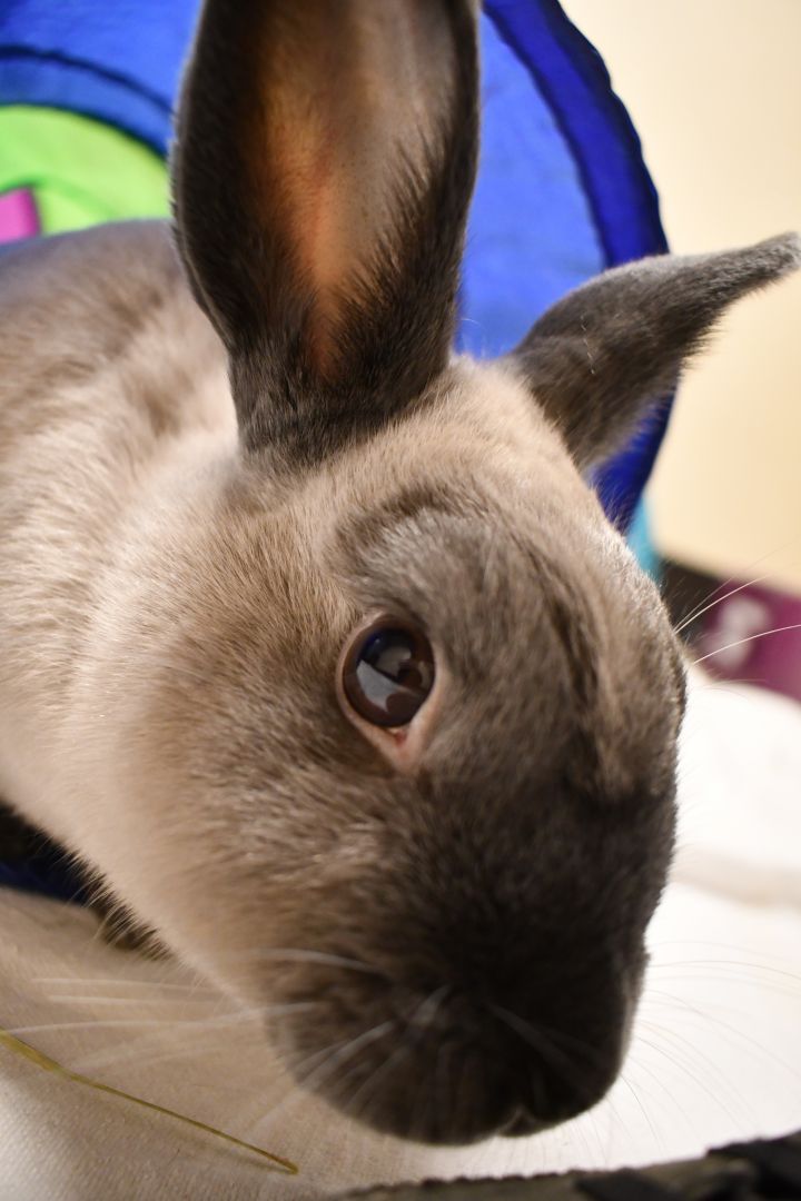 Lucy and Henry, an adoptable Flemish Giant & Lop Eared Mix in Bellingham, WA_image-4