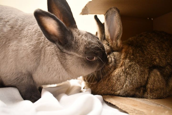 Lucy and Henry, an adoptable Flemish Giant & Lop Eared Mix in Bellingham, WA_image-6
