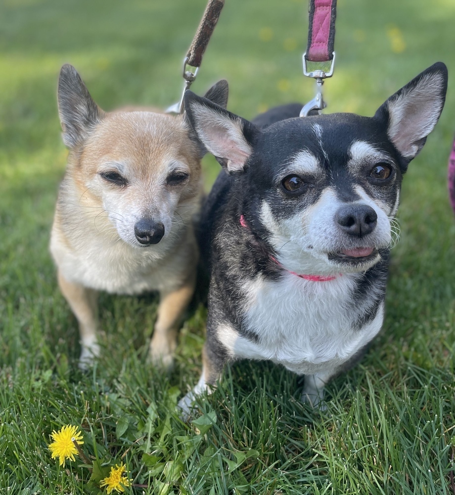 Chico & Rosie