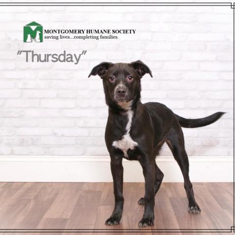 Thursday, an adoptable Terrier in Montgomery, AL_image-1