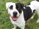 STUD's profile on Petfinder.com