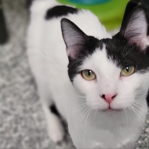 Dutch Rabbit (DR), an adoptable Domestic Short Hair in Carroll, IA, 51401 | Photo Image 1