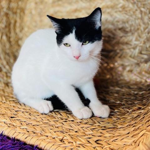 Dutch Rabbit (DR), an adoptable Domestic Short Hair in Carroll, IA, 51401 | Photo Image 6