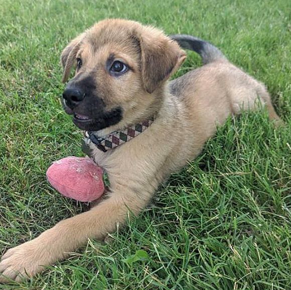 Thor, an adopted Shepherd Mix in Oklahoma City, OK_image-1