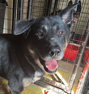 Dog for adoption - Zeus * foster care*, a German Shepherd Dog & Husky Mix  in Billings, MT | Petfinder