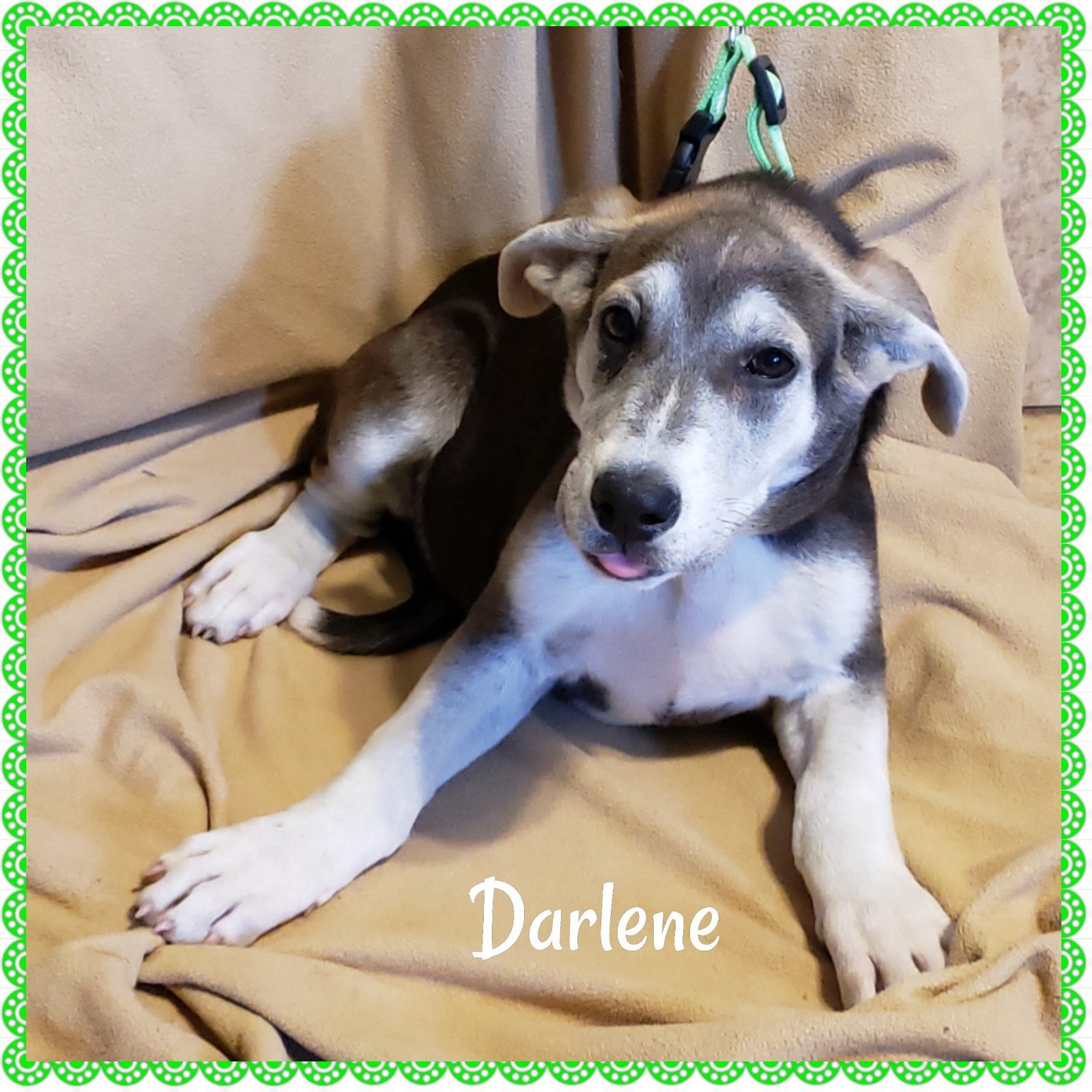 Darlene