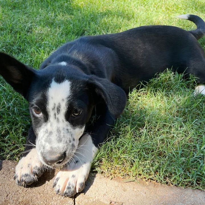 Bubba, an adopted Cattle Dog & Terrier Mix in Oklahoma City, OK_image-2