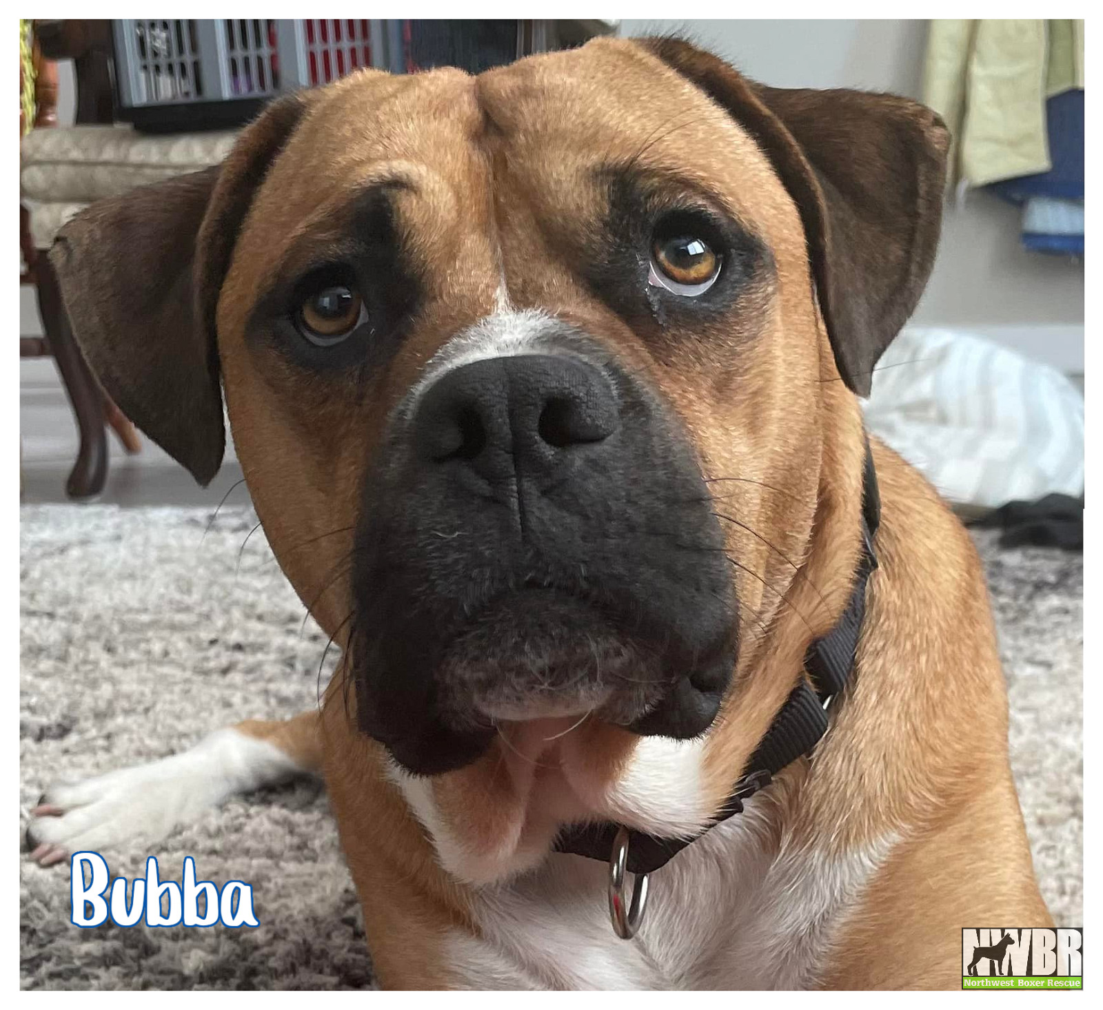 Bubba, an adoptable Boxer, Pug in Woodinville, WA, 98072 | Photo Image 1
