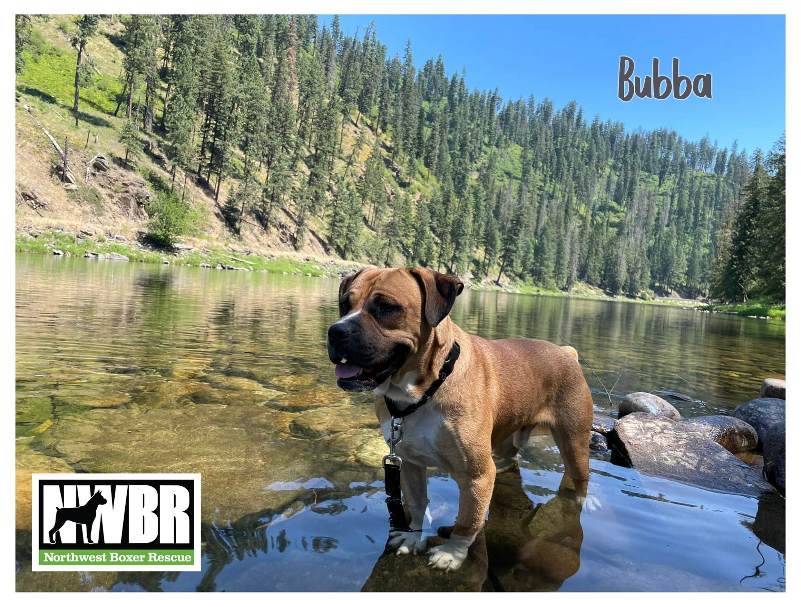 Bubba, an adoptable Boxer, Pug in Woodinville, WA, 98072 | Photo Image 2