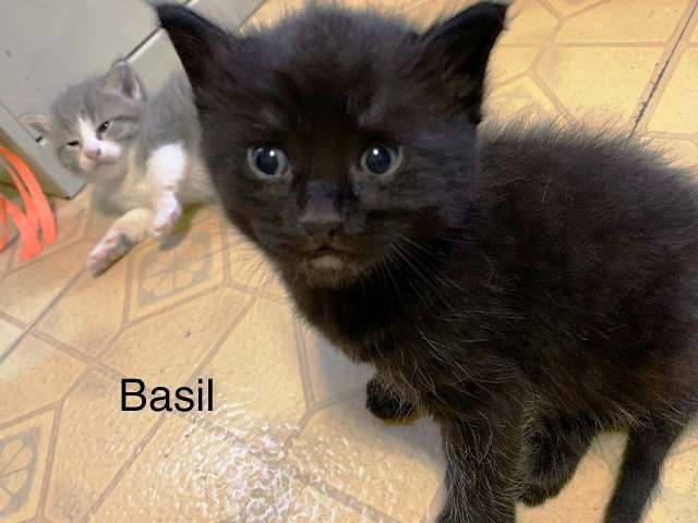 Basil 1