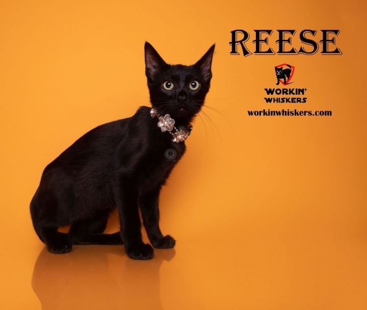REESE, an adoptable Bombay & Domestic Short Hair Mix in HEMET, CA_image-1