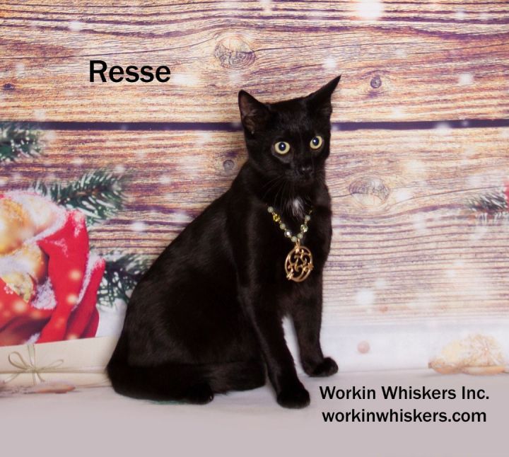 REESE, an adopted Bombay & Domestic Short Hair Mix in Murrieta, CA_image-6