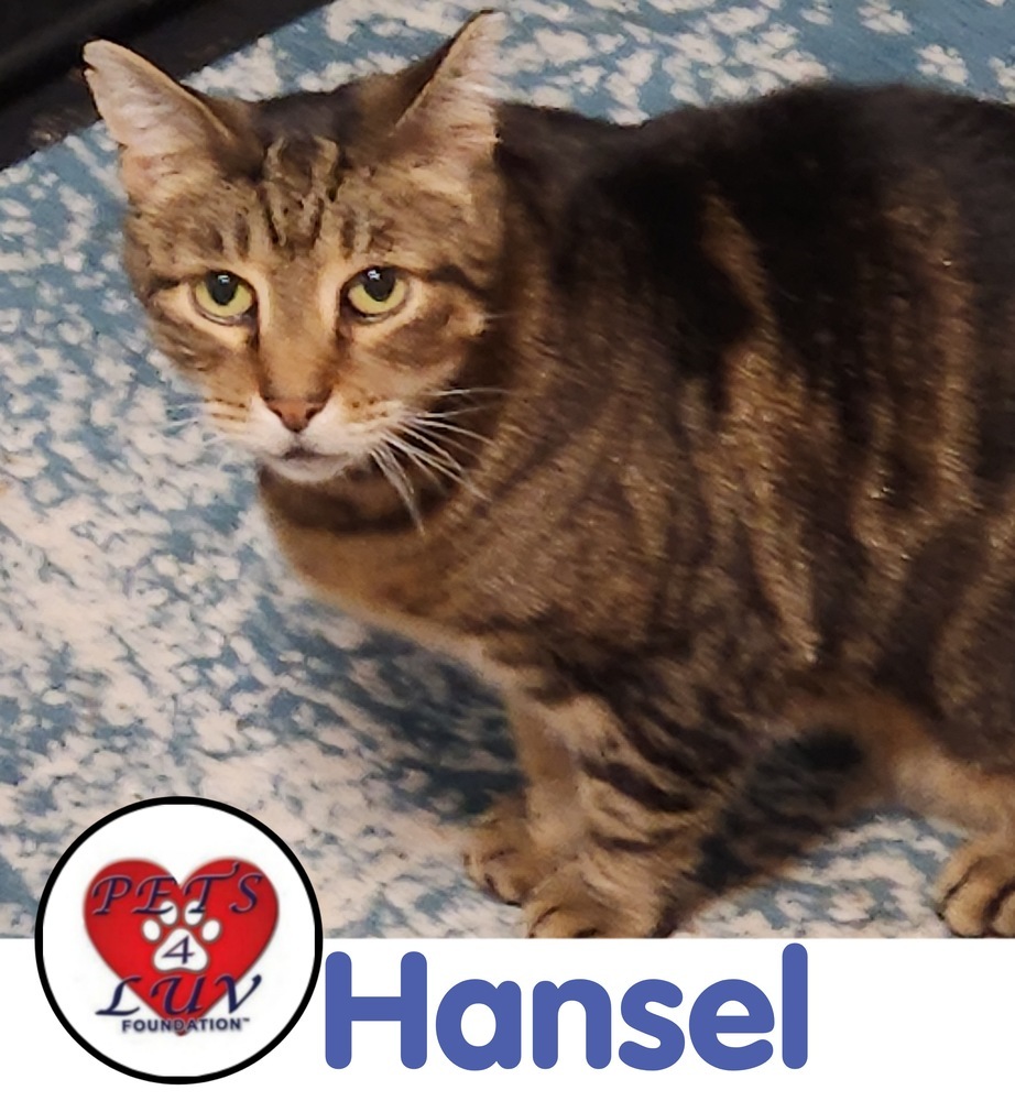Hansel detail page