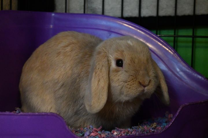 Mochi, an adopted Lop Eared in Bellingham, WA_image-2
