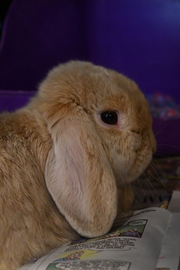Mochi, an adopted Lop Eared in Bellingham, WA_image-4