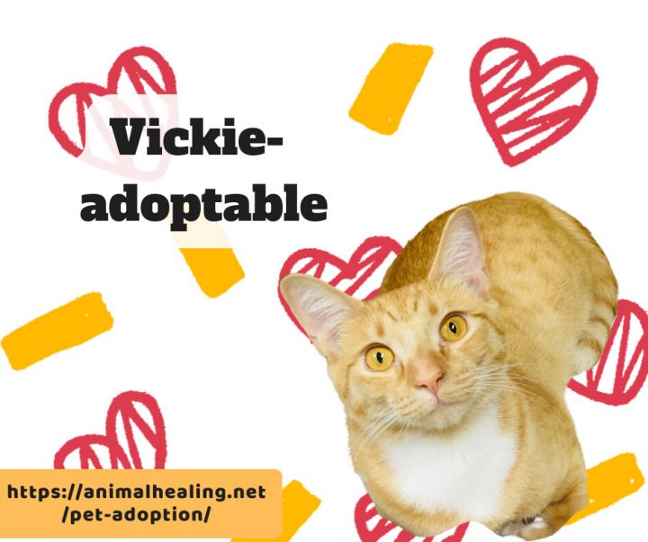 Vickie, an adopted Domestic Short Hair in Pasco, WA_image-1