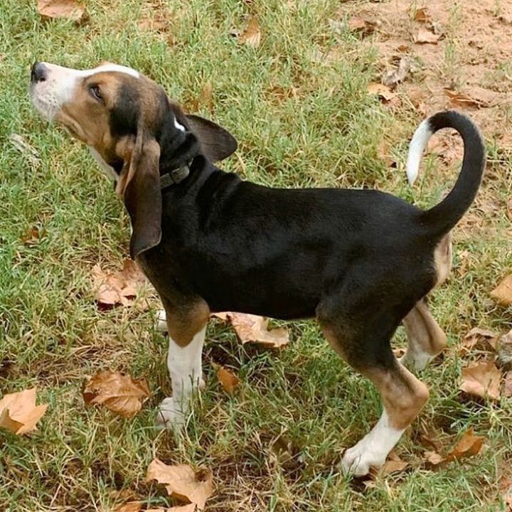 Charlie, an adoptable Treeing Walker Coonhound & Basset Hound Mix in Oklahoma City, OK_image-3