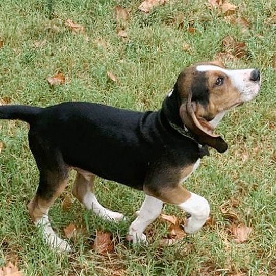 Charlie, an adopted Treeing Walker Coonhound & Basset Hound Mix in Oklahoma City, OK_image-4