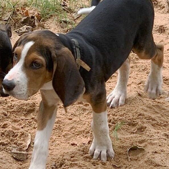 Charlie, an adopted Treeing Walker Coonhound & Basset Hound Mix in Oklahoma City, OK_image-5