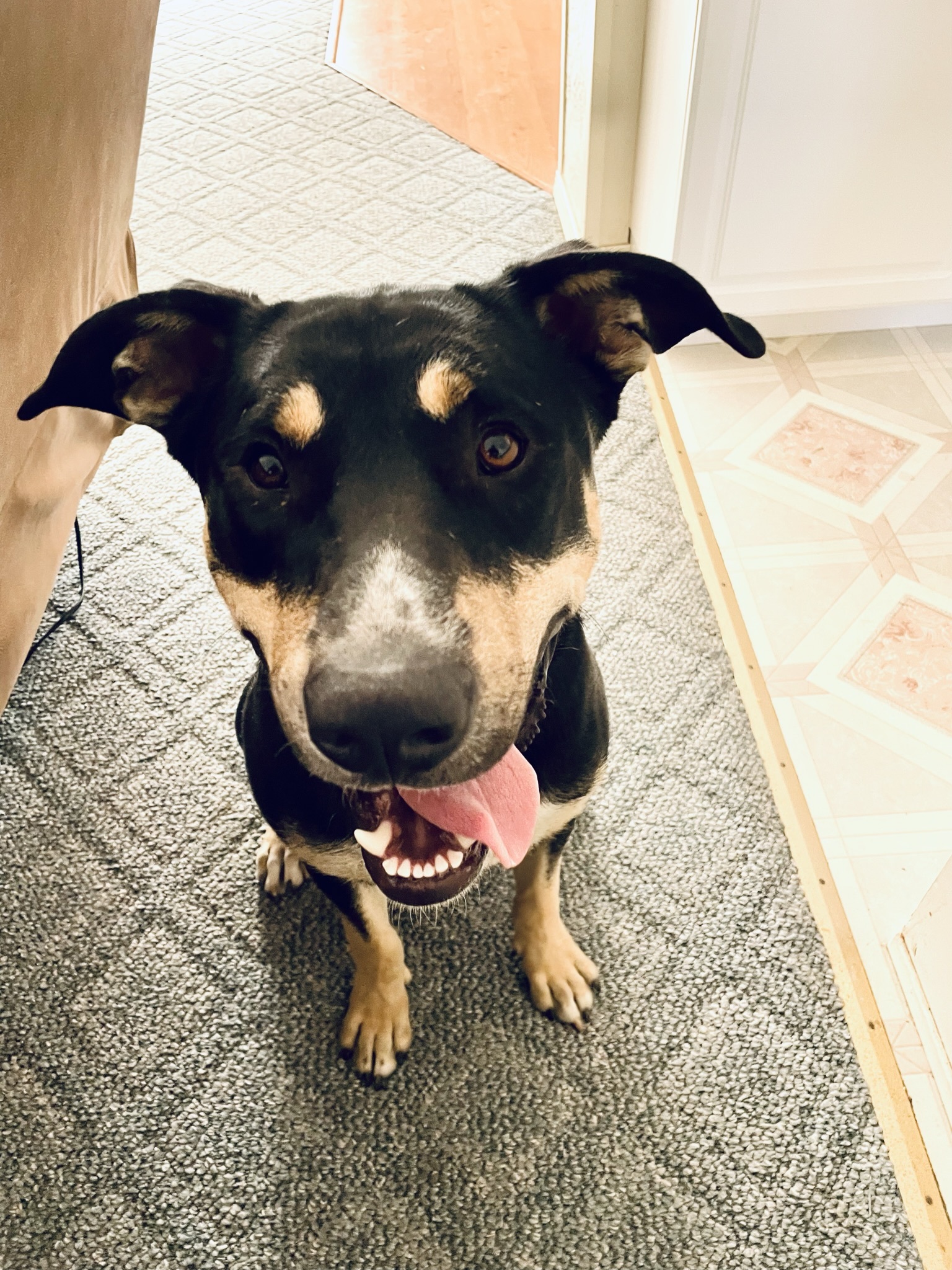 Olie , an adoptable German Shepherd Dog, Australian Shepherd in Ellensburg, WA, 98926 | Photo Image 2