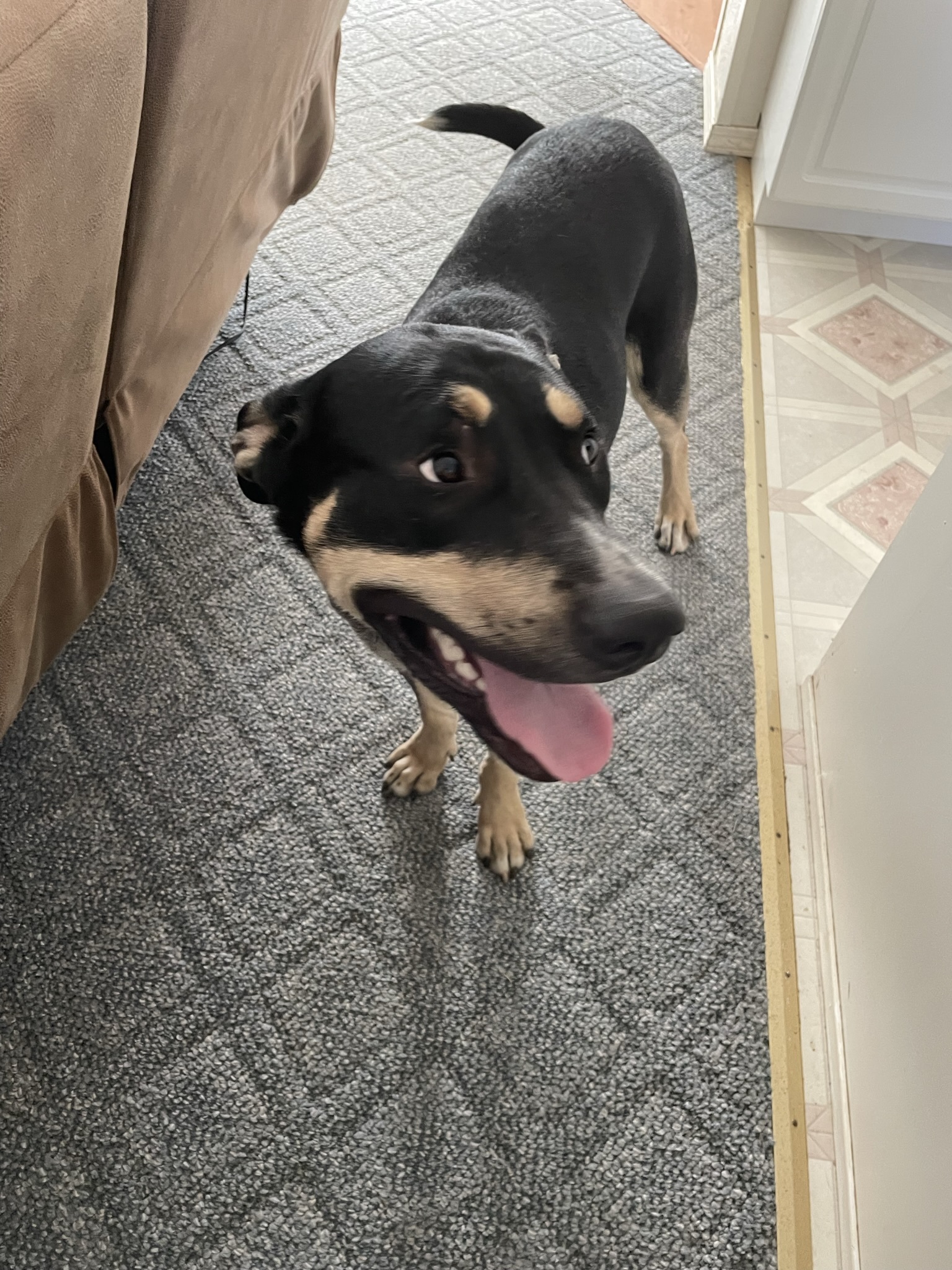 Olie , an adoptable German Shepherd Dog, Australian Shepherd in Ellensburg, WA, 98926 | Photo Image 3