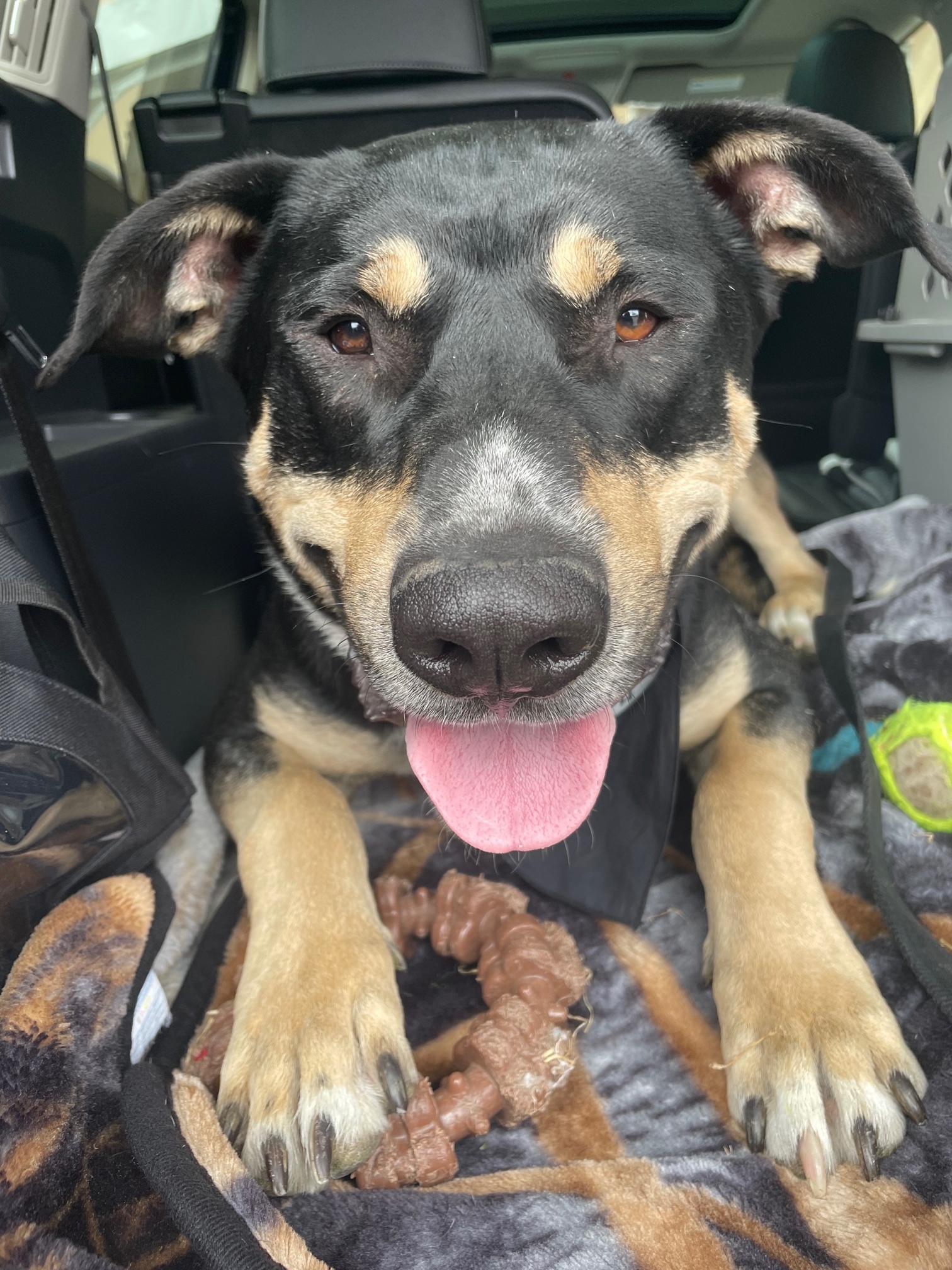 rottweiler australian shepherd mix puppy