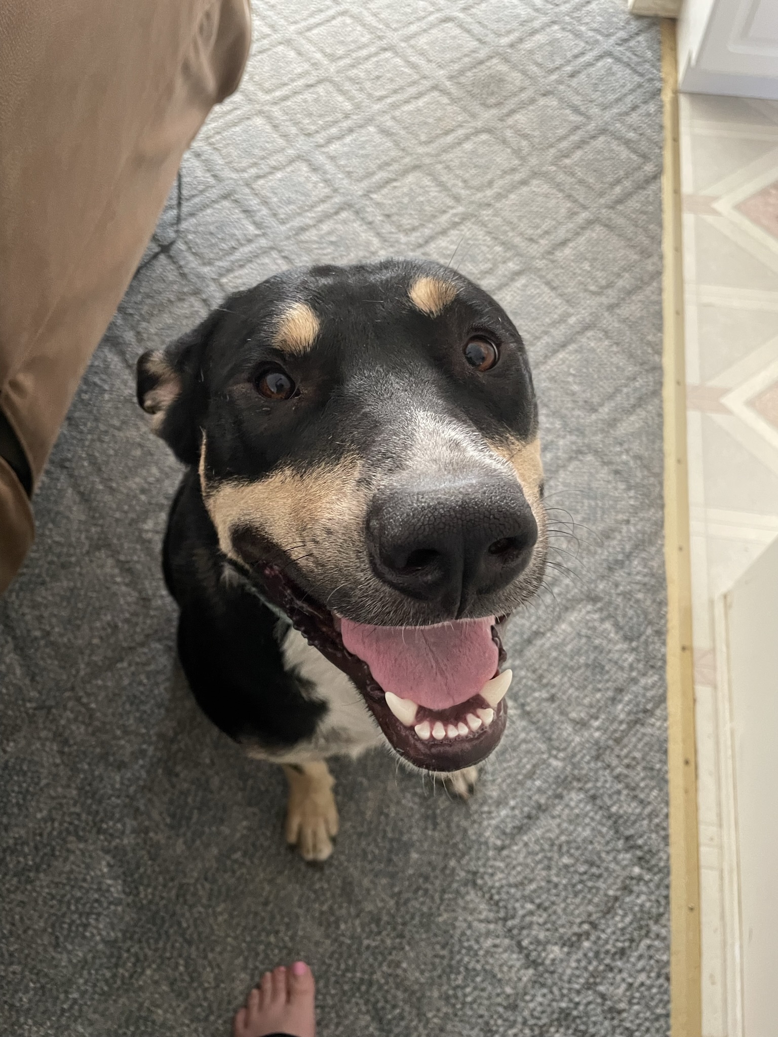 Olie , an adoptable German Shepherd Dog, Australian Shepherd in Ellensburg, WA, 98926 | Photo Image 4