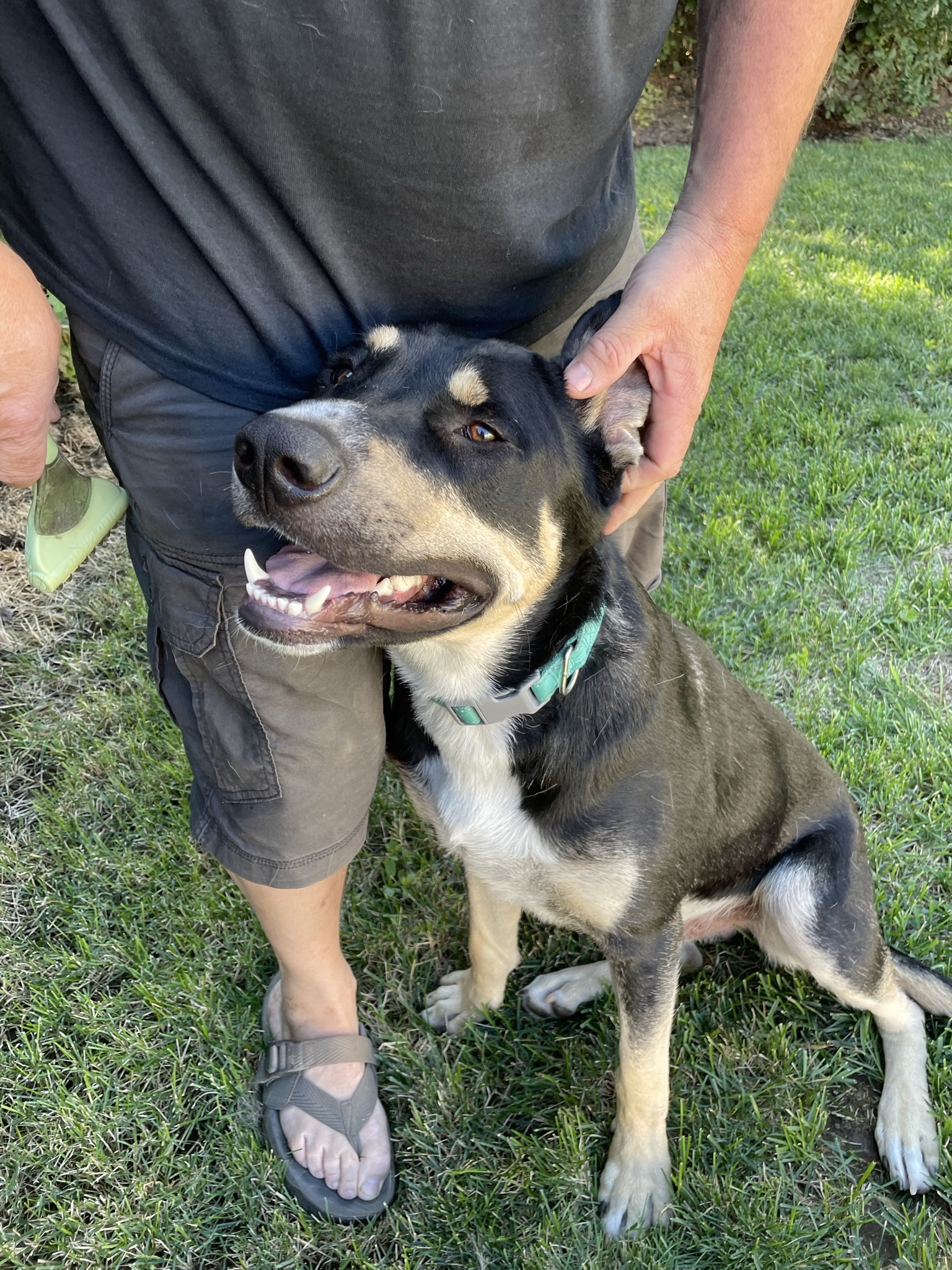 Olie , an adoptable German Shepherd Dog, Australian Shepherd in Ellensburg, WA, 98926 | Photo Image 5