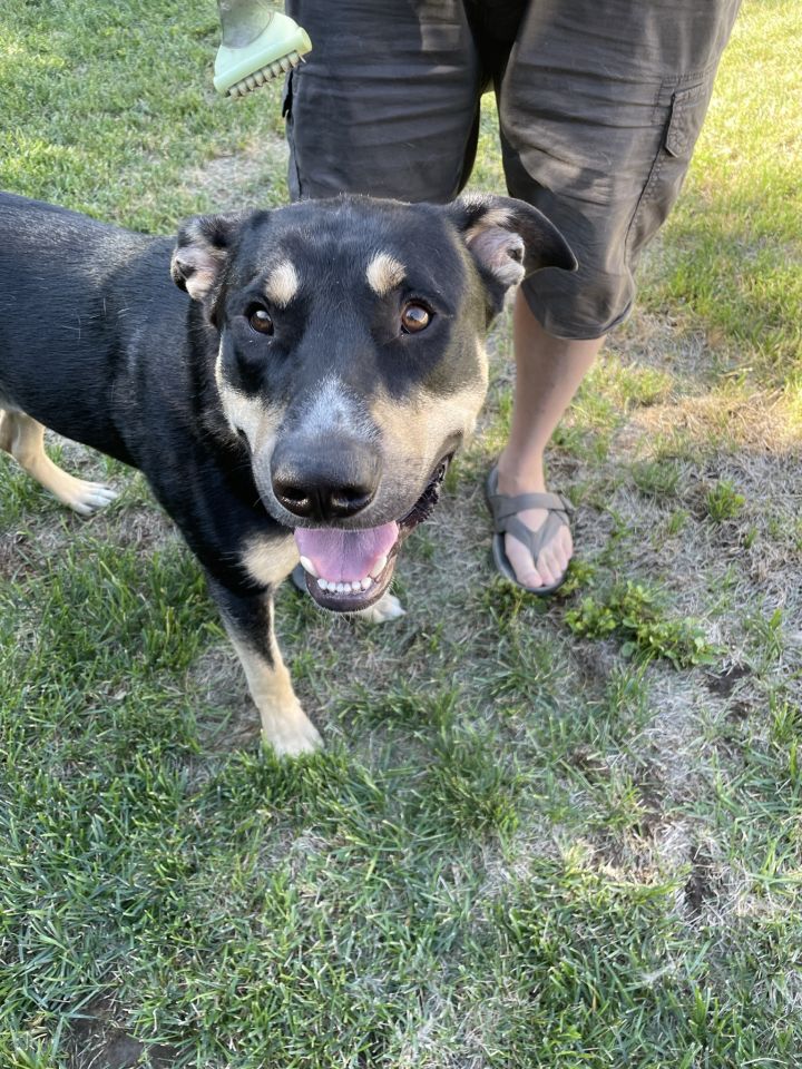 German shepherd and hot sale australian shepherd mix