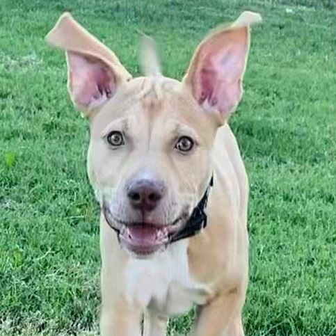Danny, an adoptable Pit Bull Terrier & Labrador Retriever Mix in Oklahoma City, OK_image-2