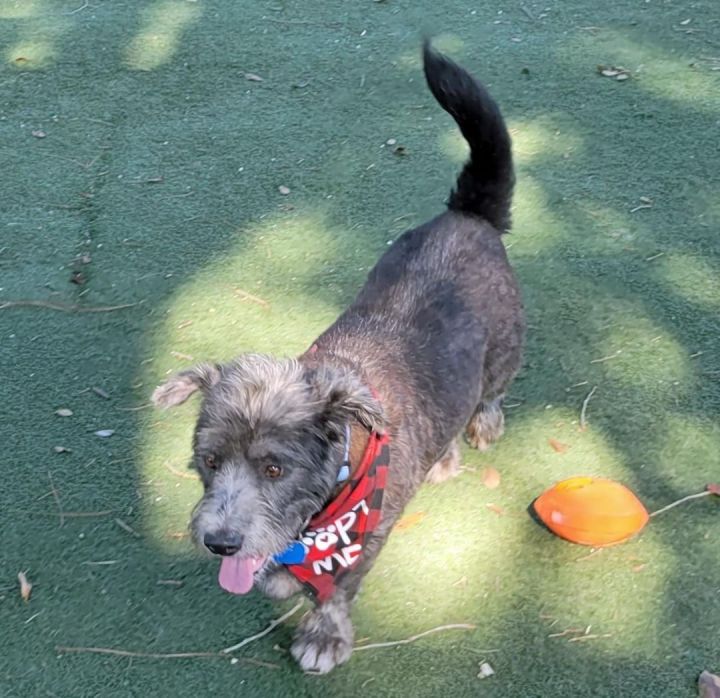 Harry, an adoptable Terrier & Basset Hound Mix in Douglas, GA_image-3