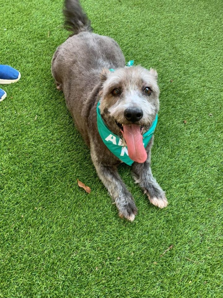 Harry, an adoptable Terrier & Basset Hound Mix in Douglas, GA_image-5
