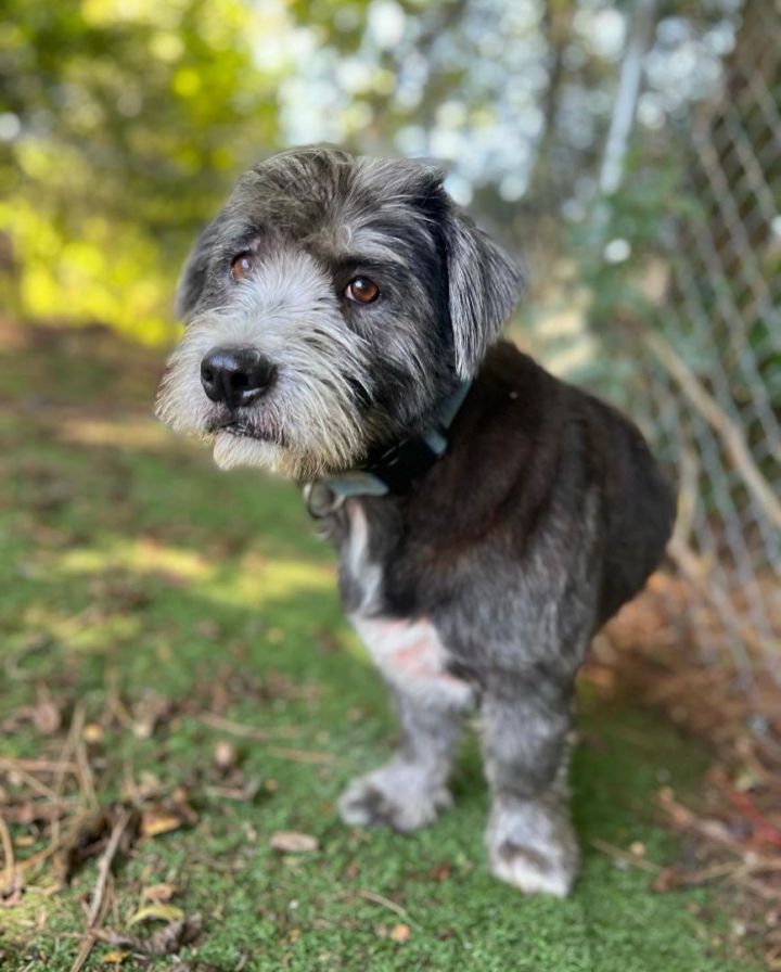 Basset hound and terrier sales mix