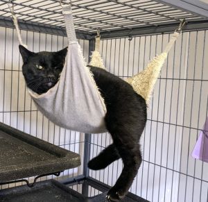 Pickles, Adult Male Domestic Short Hair