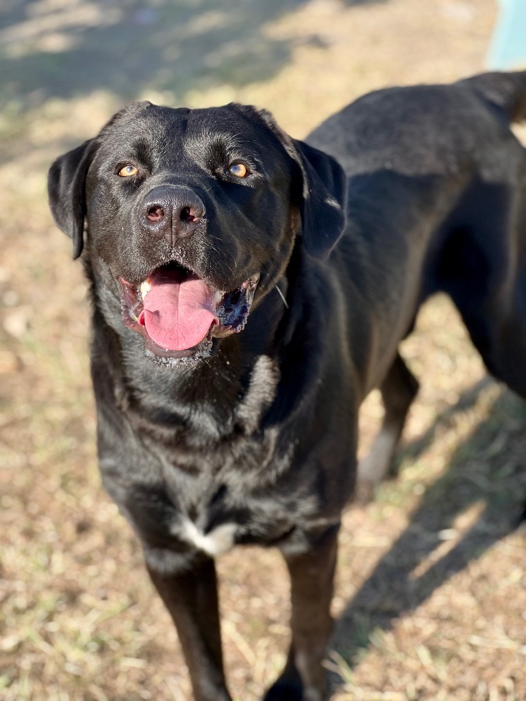 Sweet One (Shop Dog)