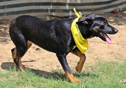 Queenie, an adopted German Shepherd Dog Mix in Montgomery, AL_image-1