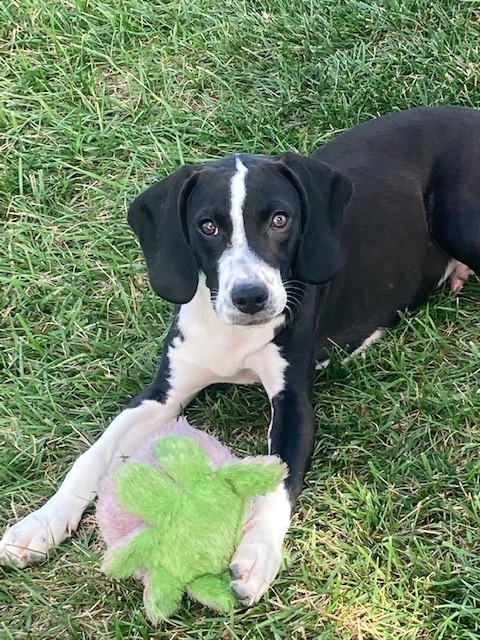 Dakota, an adopted Beagle & Border Collie Mix in Cincinnati, OH_image-1