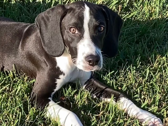 Dakota, an adopted Beagle & Border Collie Mix in Cincinnati, OH_image-2