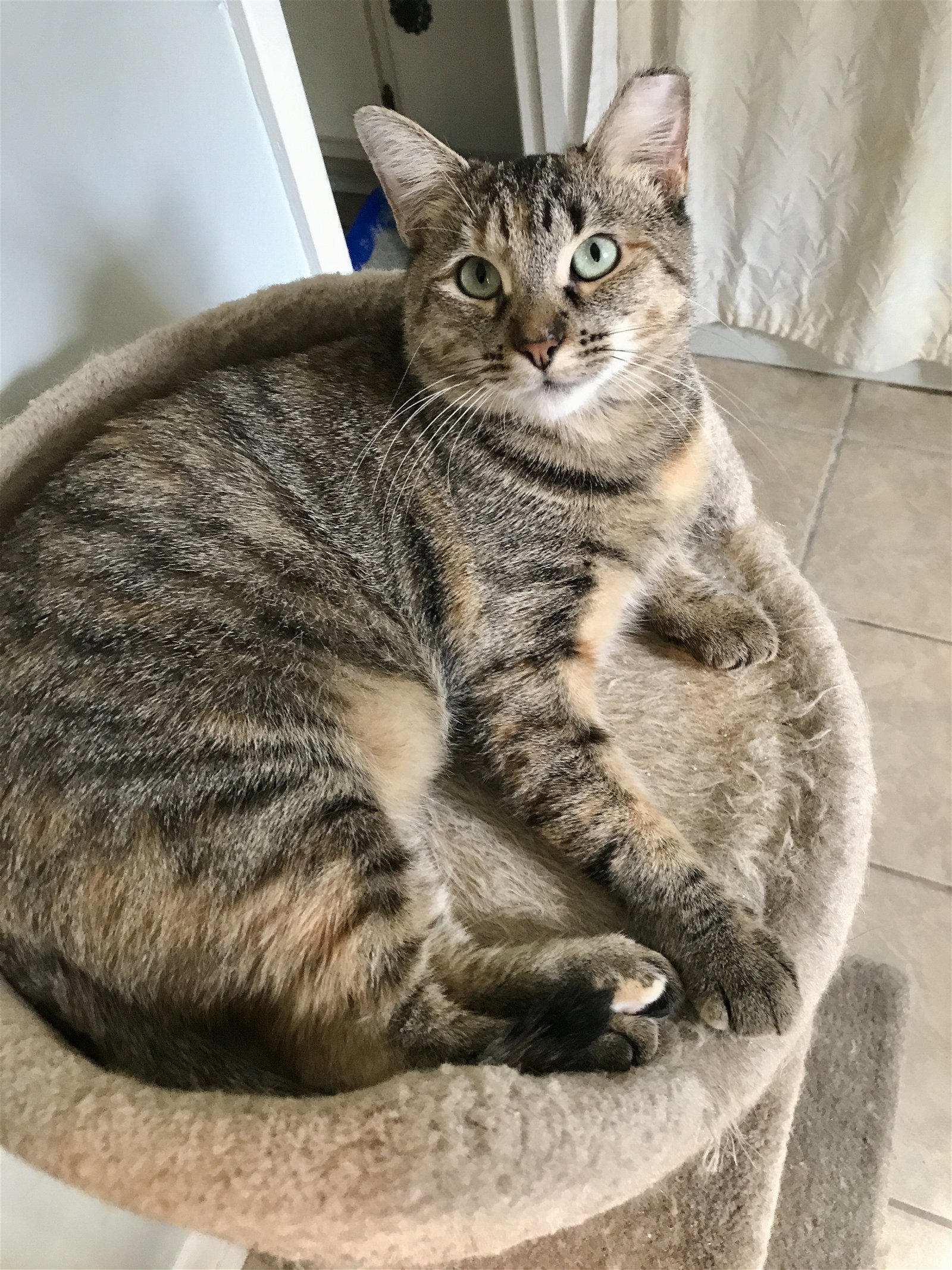 Sarah (Second Chance Sarah), an adoptable Domestic Short Hair in Mobile, AL, 36608 | Photo Image 1