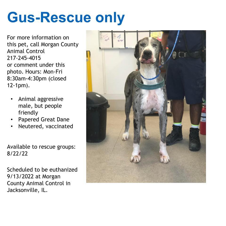 Gus- Rescue Only