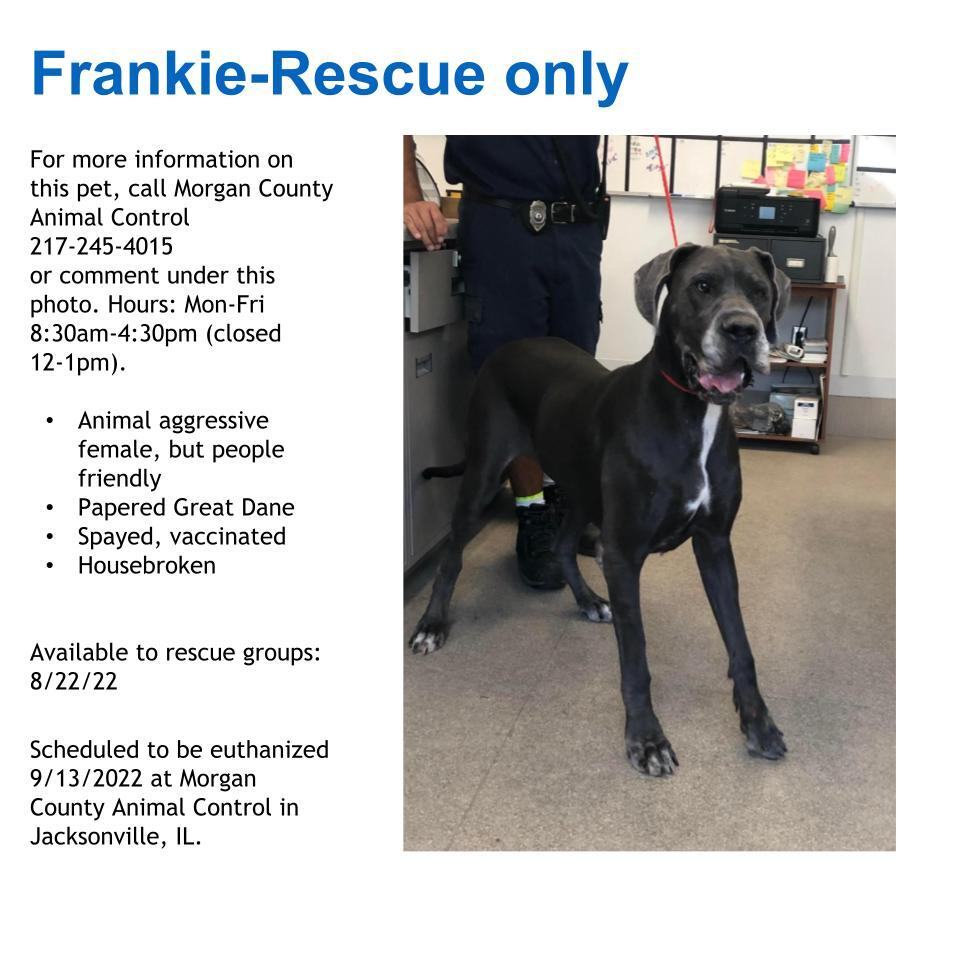 Frankie- RESCUE ONLY