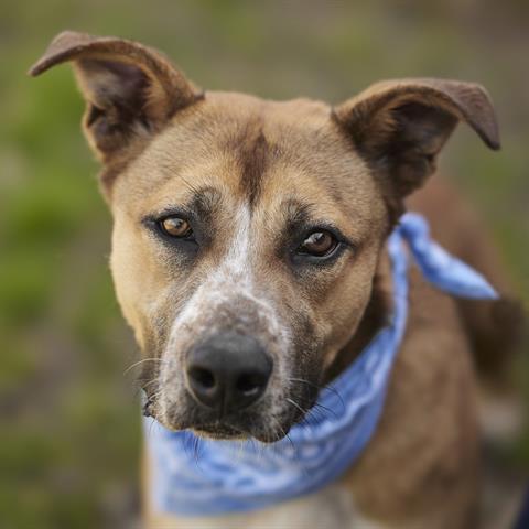 JESSE, an adoptable Labrador Retriever in Rosenberg, TX, 77471 | Photo Image 1