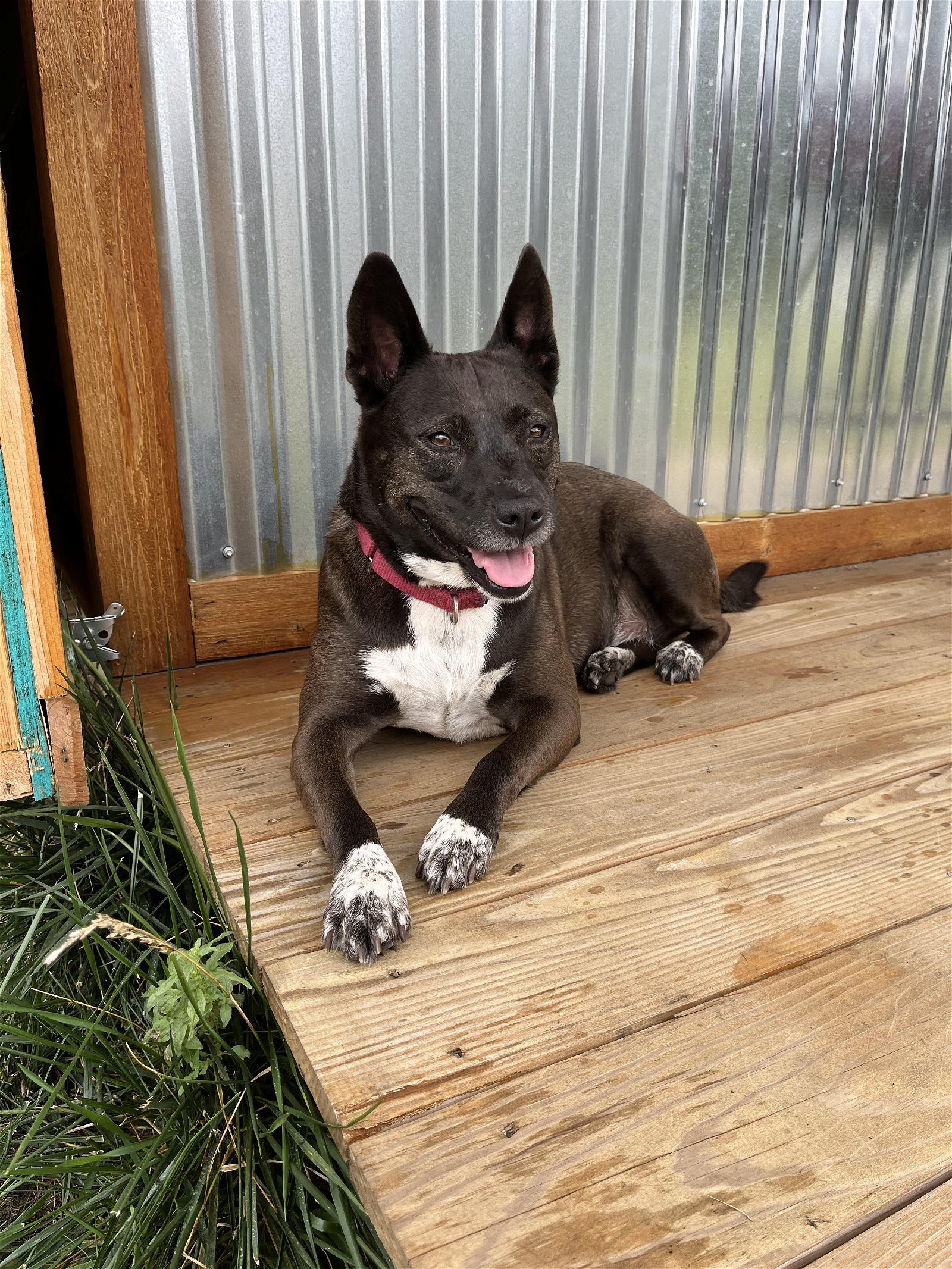 Brown Sugar Cinnamon, an adoptable Australian Cattle Dog / Blue Heeler, Pit Bull Terrier in Maple Grove, MN, 55311 | Photo Image 2