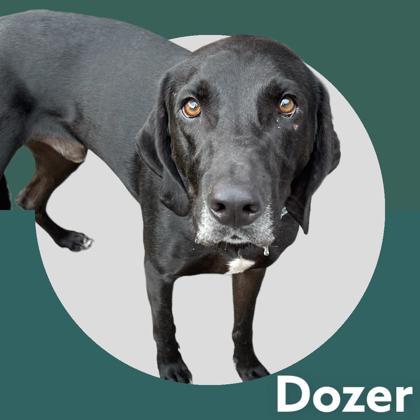 Dozer, an adoptable Retriever & Great Dane Mix in Cumberland, MD_image-1