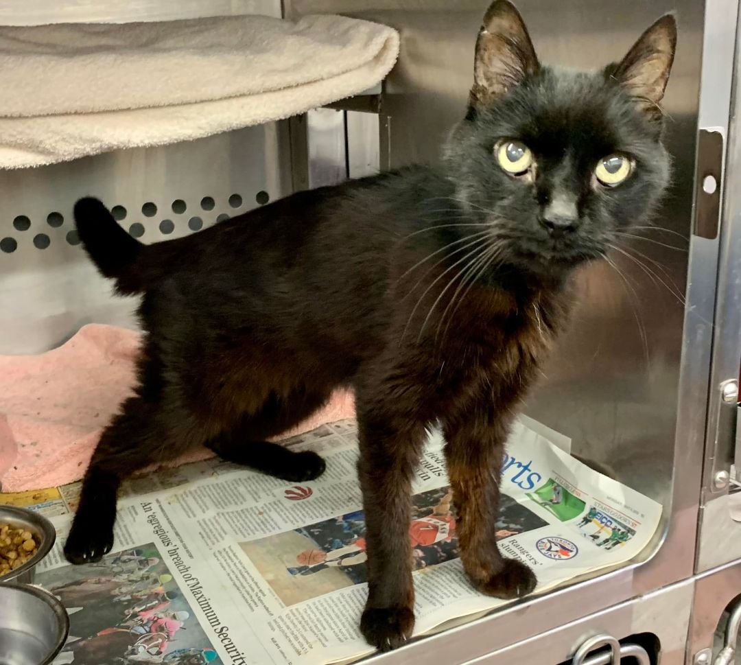 Cat for adoption BALTIMORE, a Domestic Short Hair in Toronto, ON