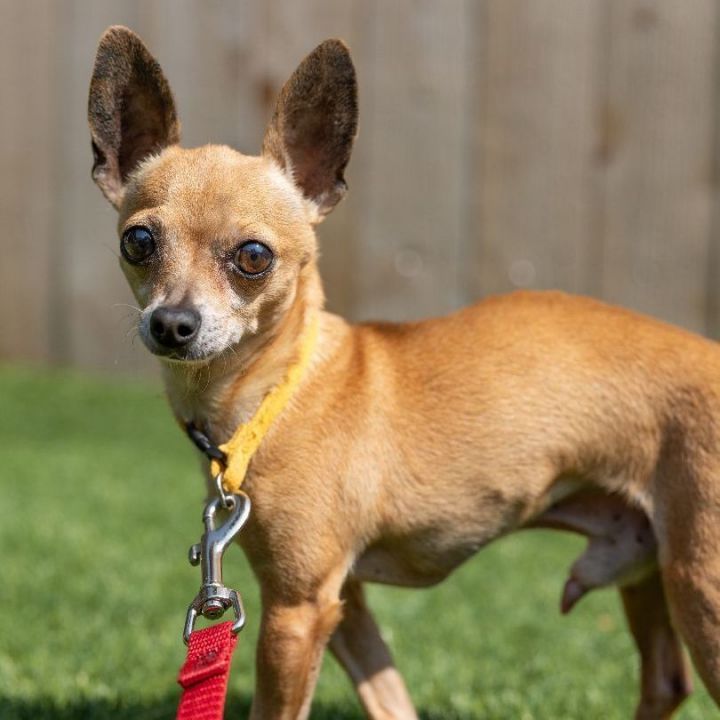 Joey, an adopted Chihuahua Mix in Naperville, IL_image-2